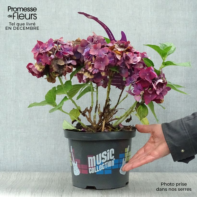 Amostra de Hortensia - Hydrangea macrophylla Deep Purple Dance (Music Collection) Vaso de 4 L/5 L tal como entregue no inverno