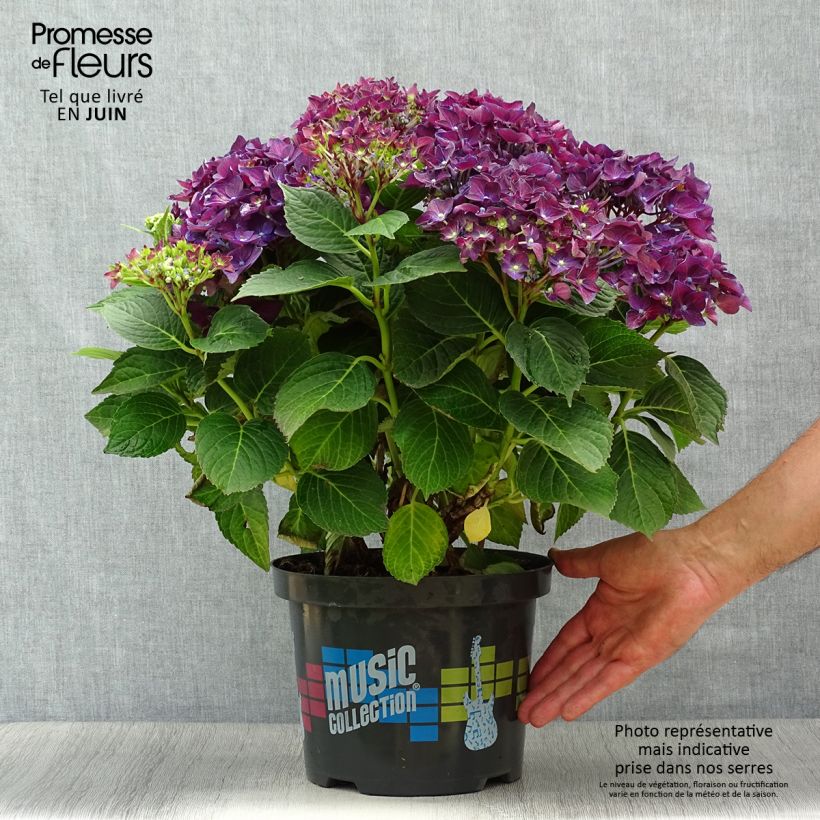 Amostra de Hortênsia macrophylla Deep Purple Dance Vaso de 4 L/5 L, Arbusto tal como entregue no verão