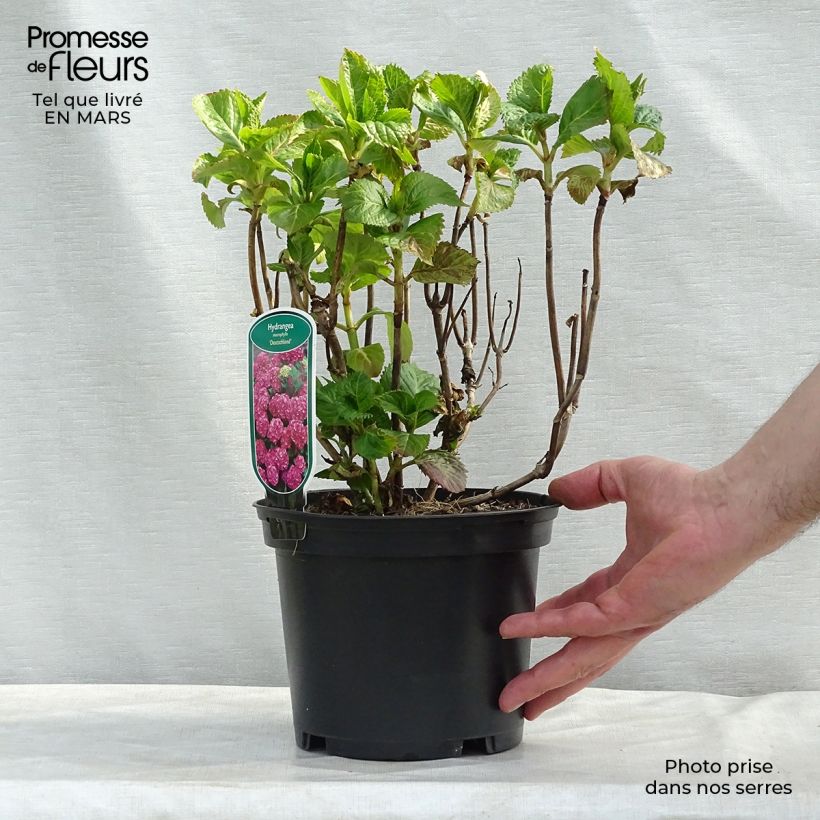 Amostra de Hortensia - Hydrangea macrophylla Deutschland Vaso de 2 L/3 L tal como entregue no inverno