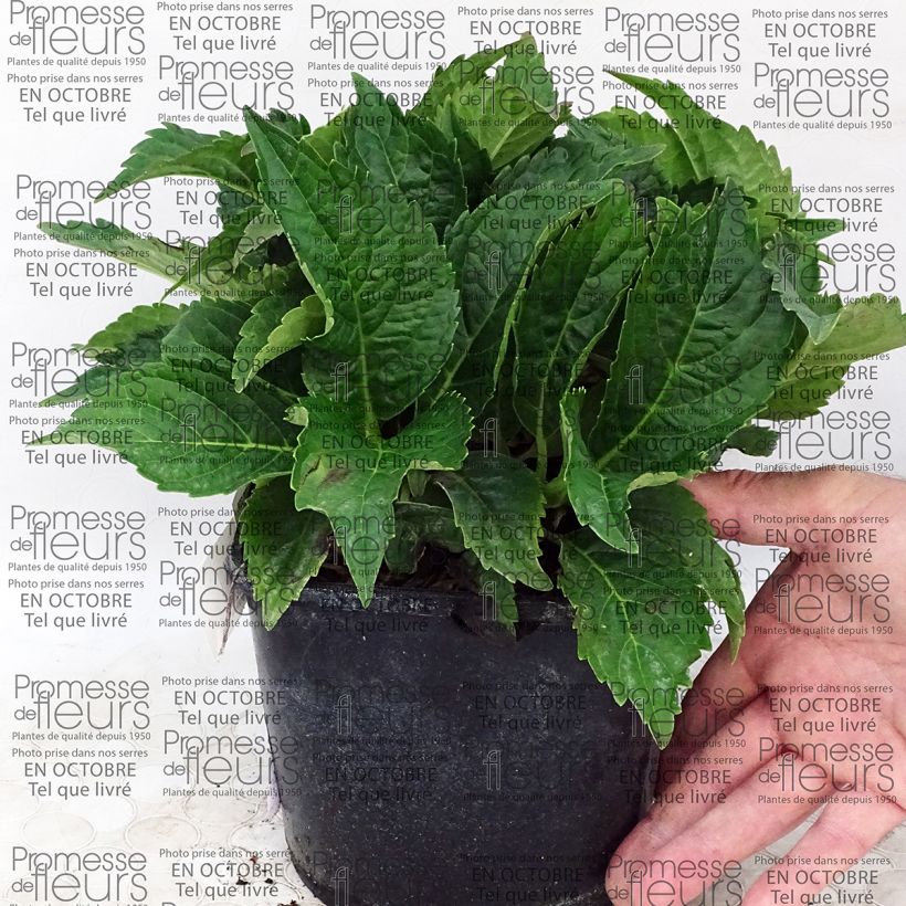 Exemplo de amostra de Hortensia - Hydrangea macrophylla Dolce Farfalle Vaso de 2 L/3 L tal como entregue