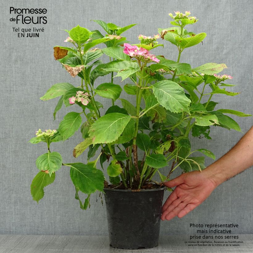 Amostra de Hortênsia macrophylla Dolce Fragola Vaso de 4 L/5 L tal como entregue no verão