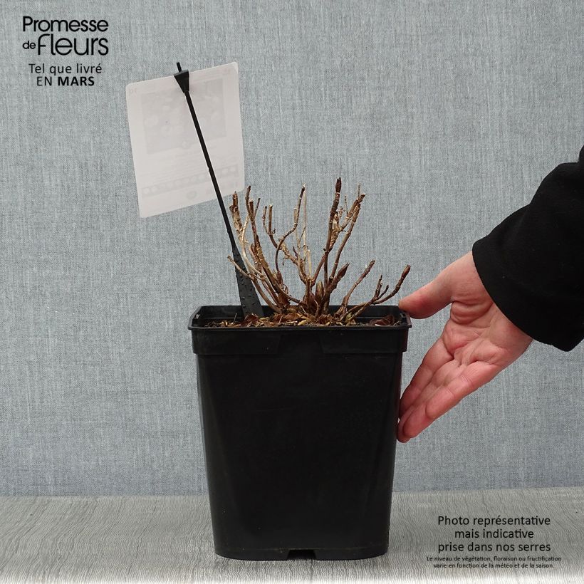 Amostra de Hortensia - Hydrangea macrophylla Dolce Gipsy Vaso de 4 L/5 L tal como entregue no inverno