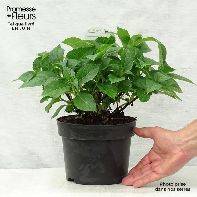 Amostra de Hortênsia macrophylla Early Blue Vaso de 2 L/3 L tal como entregue no verão
