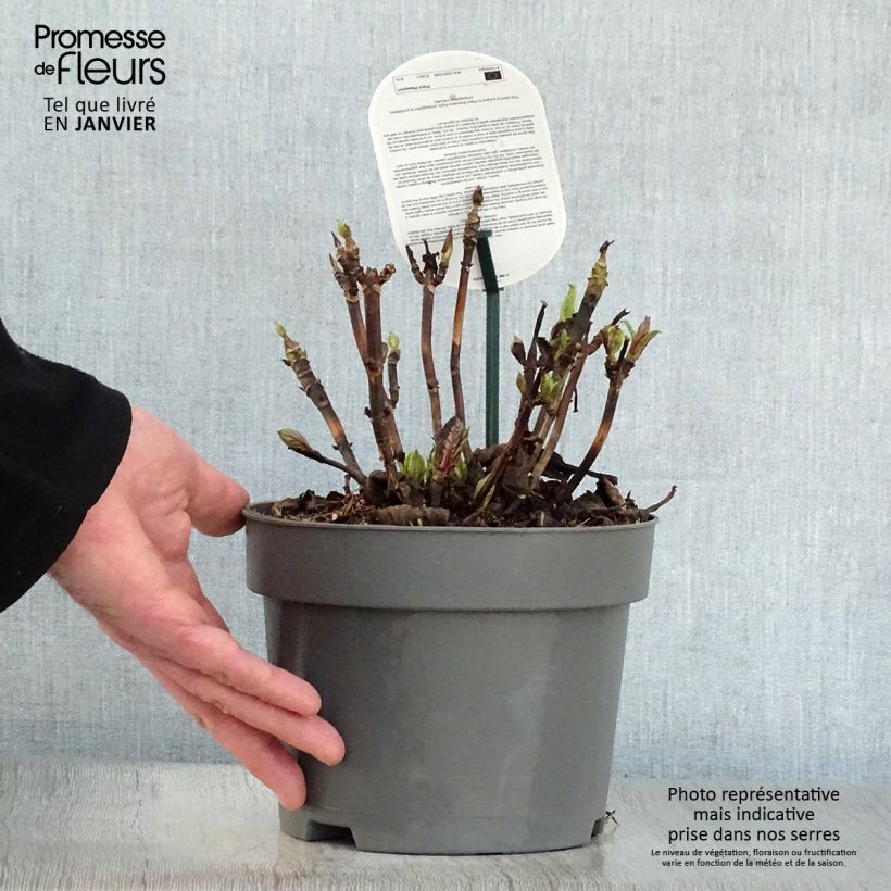 Amostra de Hortensia - Hydrangea macrophylla Early Blue Vaso de 2 L/3 L tal como entregue no inverno