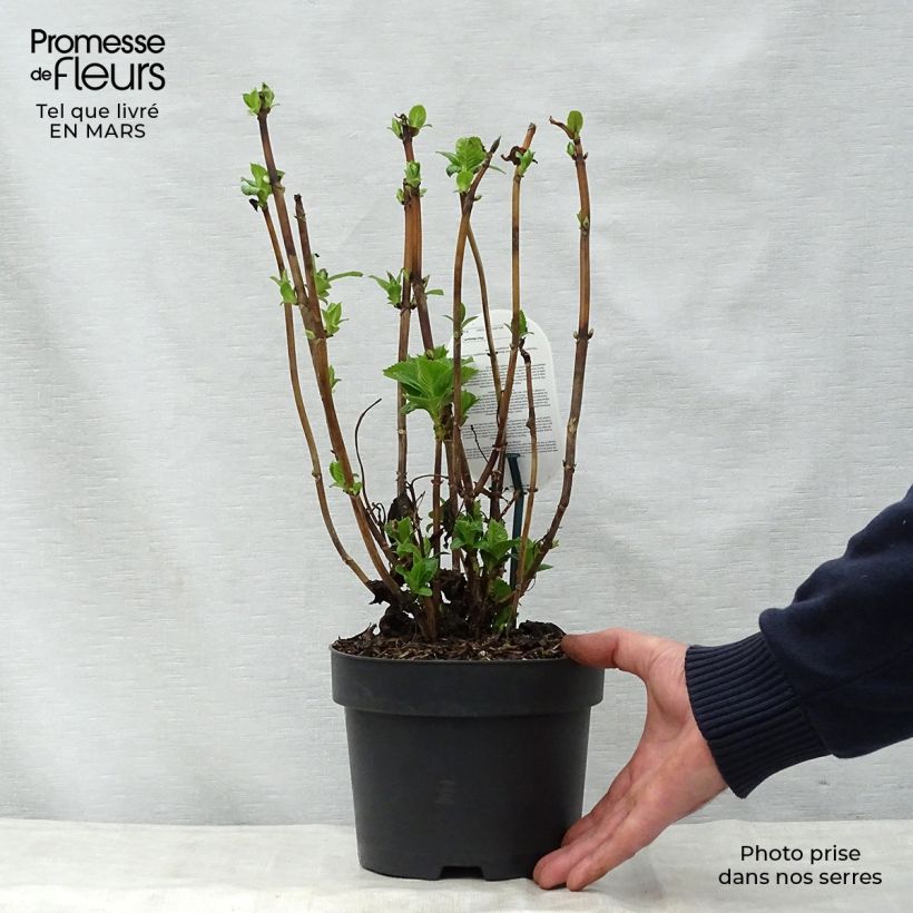 Amostra de Hortênsia macrophylla Early Blue Vaso de 2 L/3 L tal como entregue na primavera