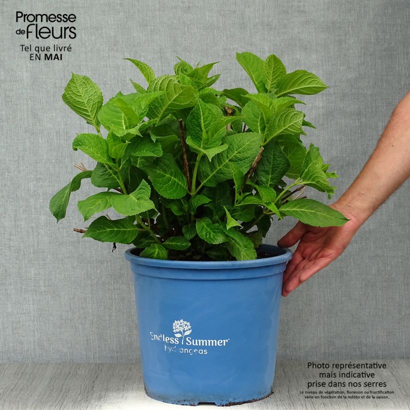 Amostra de Hortênsia macrophylla Endless Summer The Original Rosa Vaso de 12 L/15 L tal como entregue na primavera