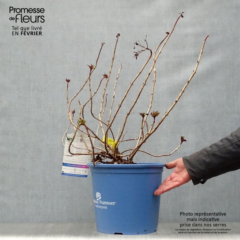 Amostra de Hortensia - Hydrangea macrophylla Endless Summer Twist and Shout Vaso de 12 L/15 L tal como entregue no inverno