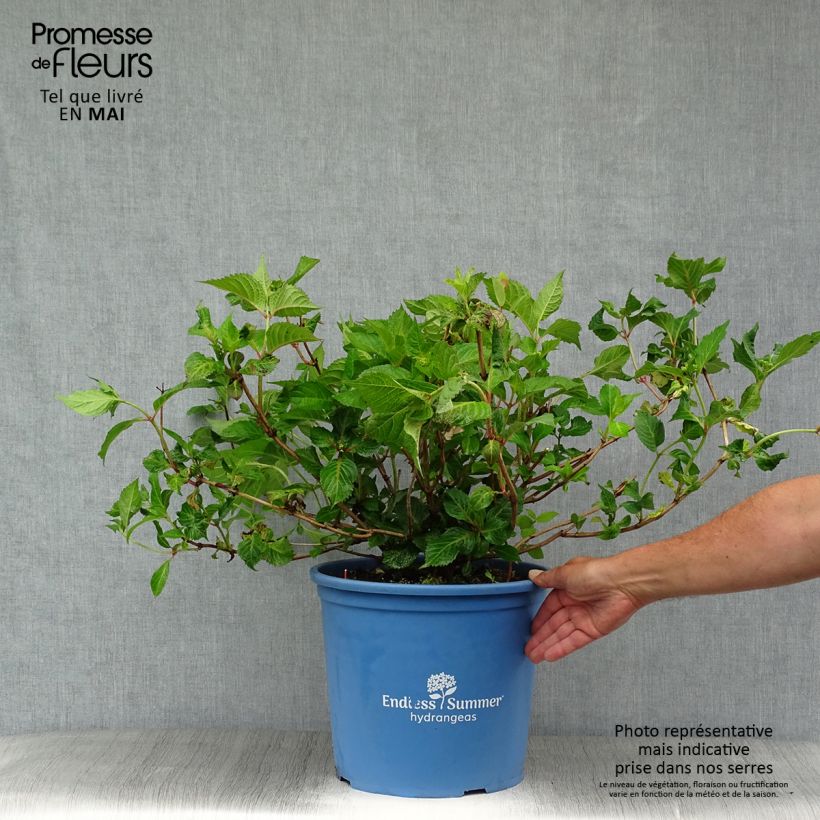 Amostra de Hortênsia macrophylla Endless Summer Twist and Shout Vaso de 12 L/15 L tal como entregue na primavera