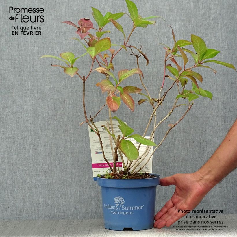 Amostra de Hortênsia macrophylla Endless Summer Twist and Shout Vaso de 2 L/3 L tal como entregue no outono