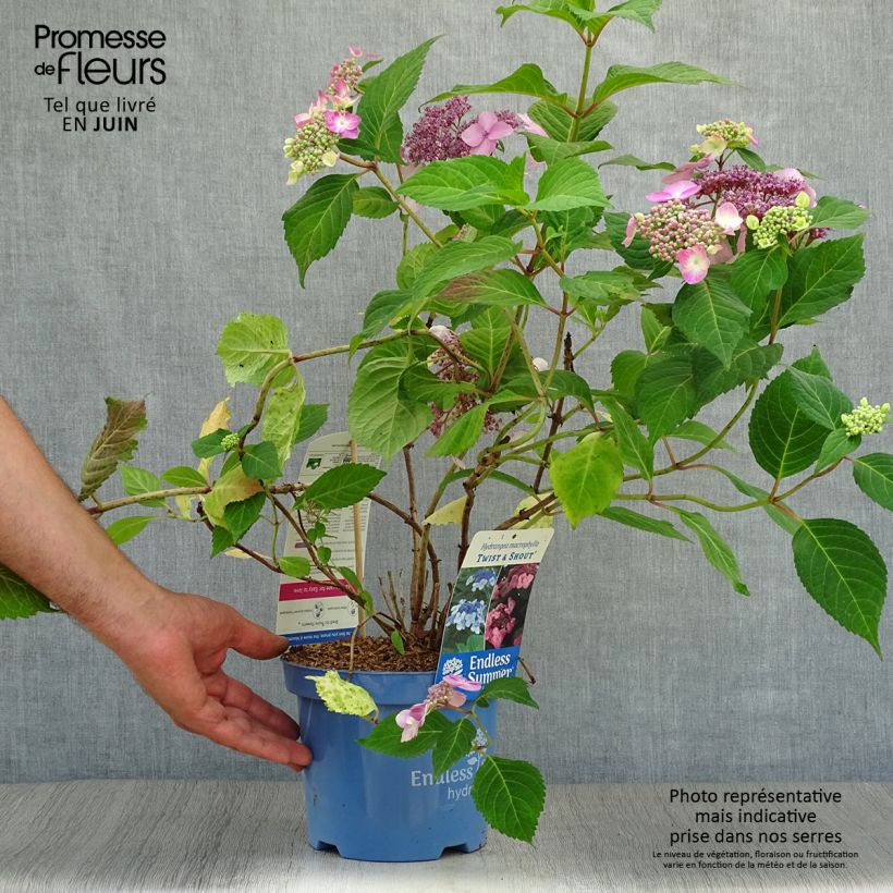 Amostra de Hortênsia macrophylla Endless Summer Twist and Shout Vaso de 2 L/3 L tal como entregue no verão