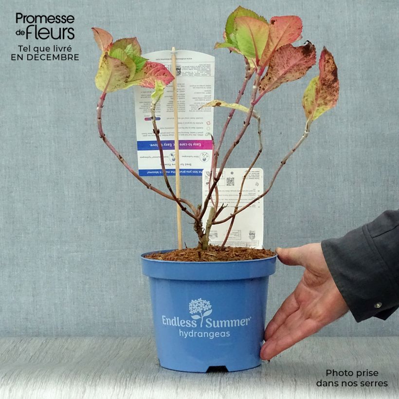Amostra de Hortensia - Hydrangea macrophylla Endless Summer Twist and Shout Vaso de 2 L/3 L tal como entregue no inverno