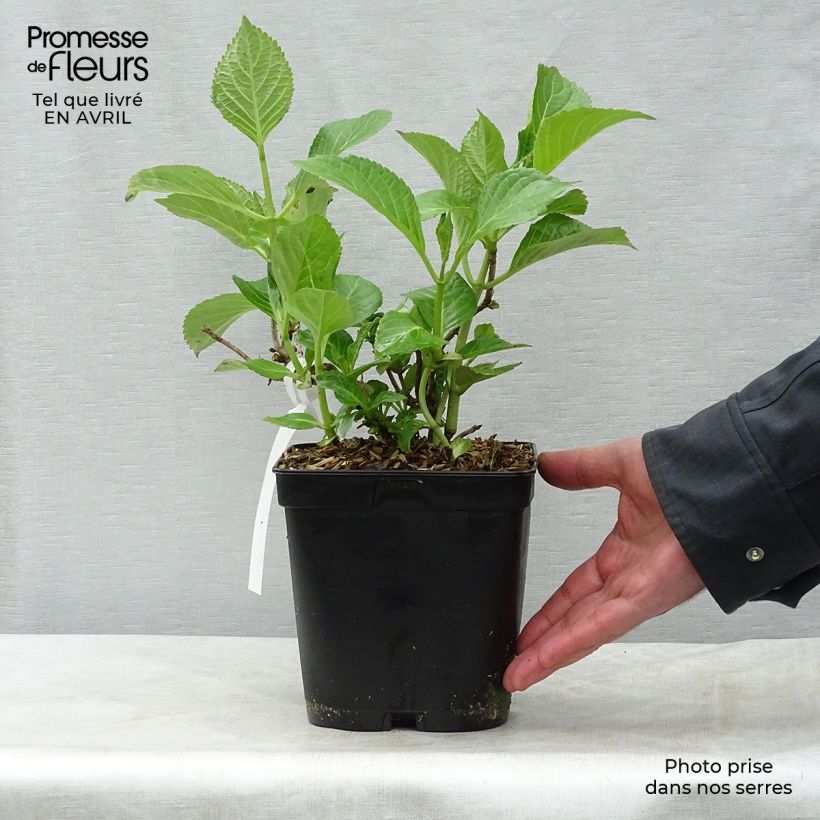 Amostra de Hortênsia macrophylla Etoile Violette Vaso de 2 L/3 L tal como entregue na primavera