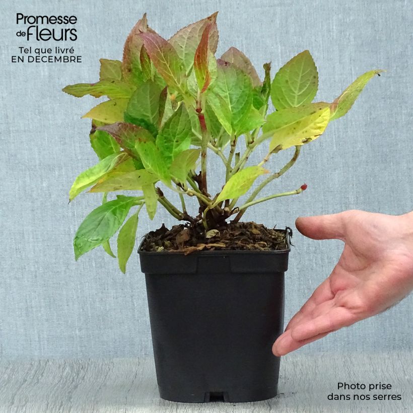 Amostra de Hortensia - Hydrangea macrophylla Etoile Violette Vaso de 2 L/3 L tal como entregue no inverno