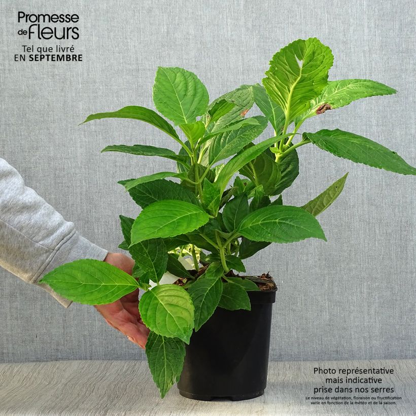 Amostra de Hortênsia macrophylla Etoile Violette Vaso de 2 L/3 L tal como entregue no outono