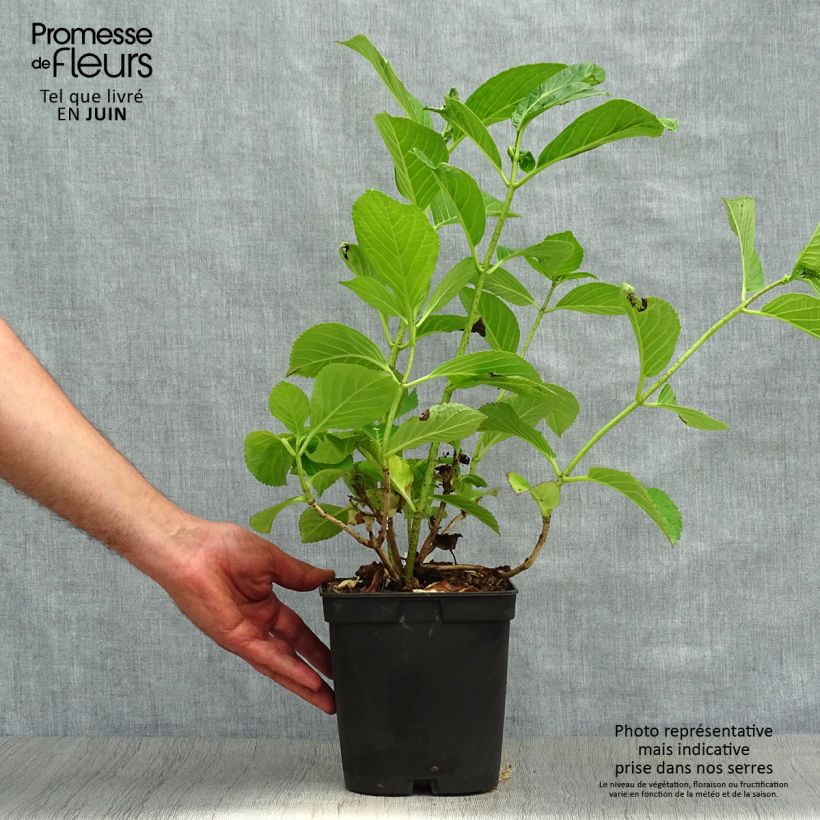 Amostra de Hortênsia macrophylla Etoile Violette Vaso de 2 L/3 L tal como entregue no verão