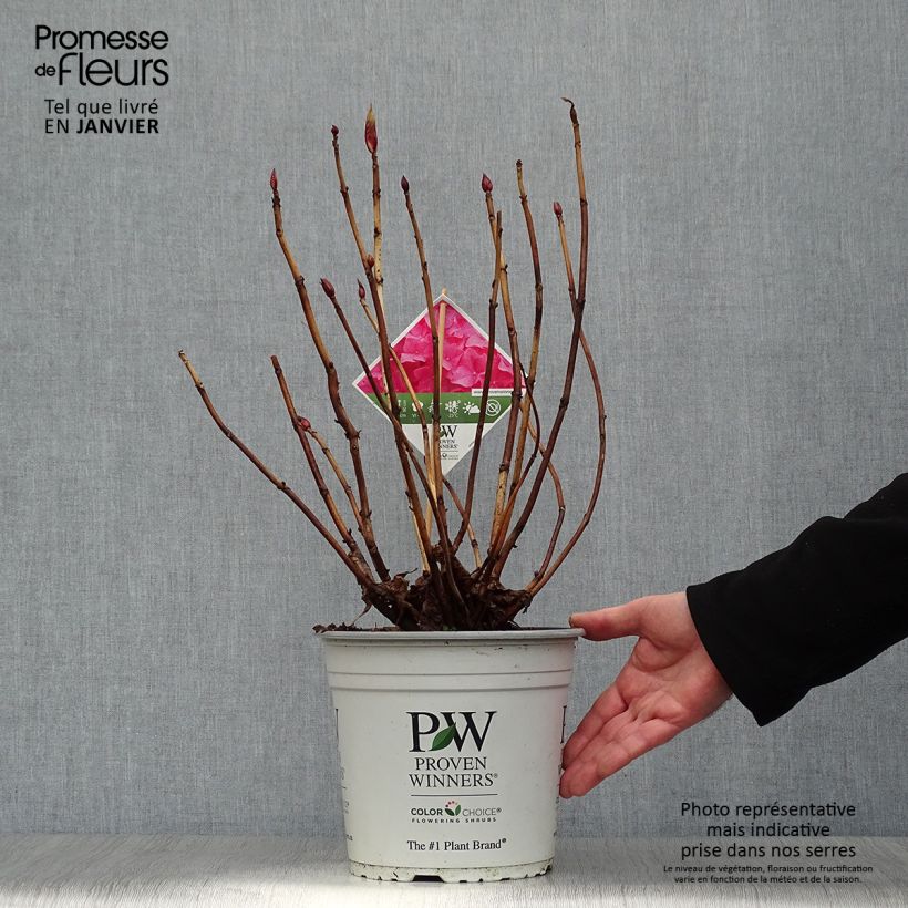 Amostra de Hortensia - Hydrangea macrophylla Flair & Flavours' Sweet Cupcake Vaso de 4 L/5 L tal como entregue no inverno