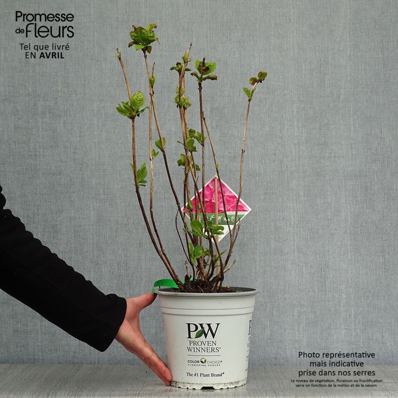 Amostra de Hortênsia macrophylla Flair & Flavours Sweet Cupcake Vaso de 4 L/5 L tal como entregue na primavera