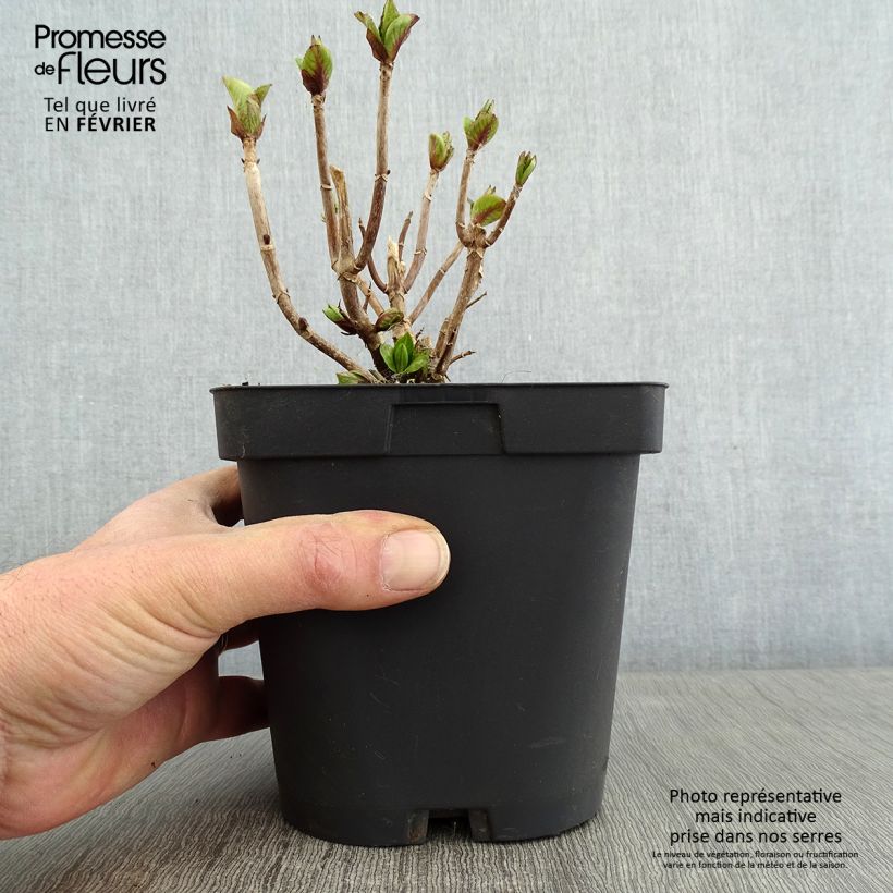 Amostra de Hortensia - Hydrangea macrophylla Freudenstein Vaso de 2 L/3 L tal como entregue no inverno