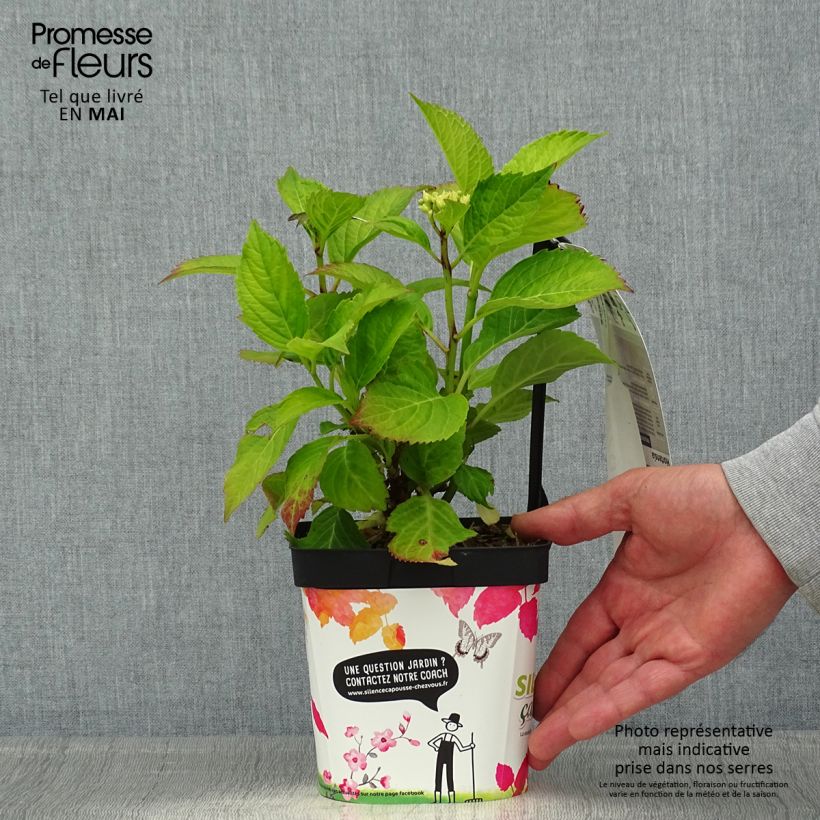 Amostra de Hortênsia macrophylla Freudenstein Vaso de 2 L/3 L tal como entregue na primavera