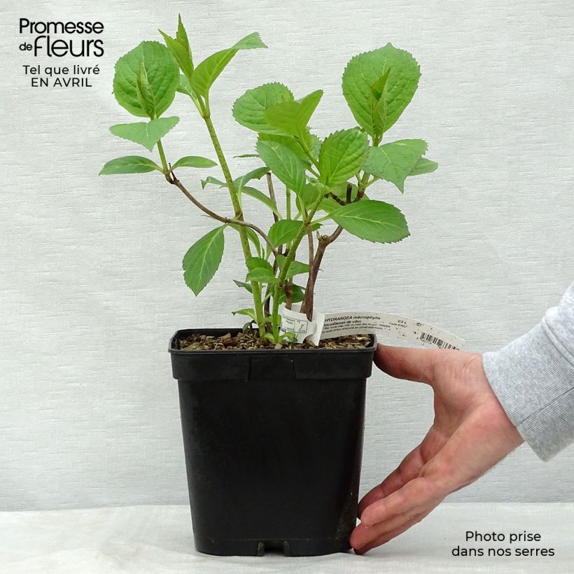 Amostra de Hortênsia macrophylla Generale Vicomtesse de Vibraye Vaso de 2 L/3 L tal como entregue na primavera