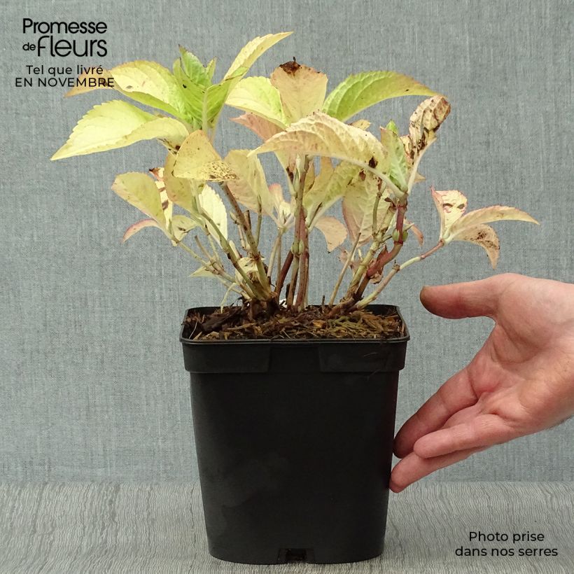 Amostra de Hortênsia macrophylla Generale Vicomtesse de Vibraye Vaso de 2 L/3 L tal como entregue no outono