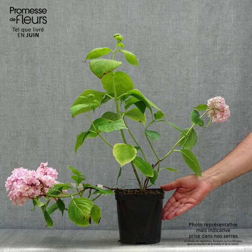 Amostra de Hortênsia macrophylla Generale Vicomtesse de Vibraye Vaso de 2 L/3 L tal como entregue no verão