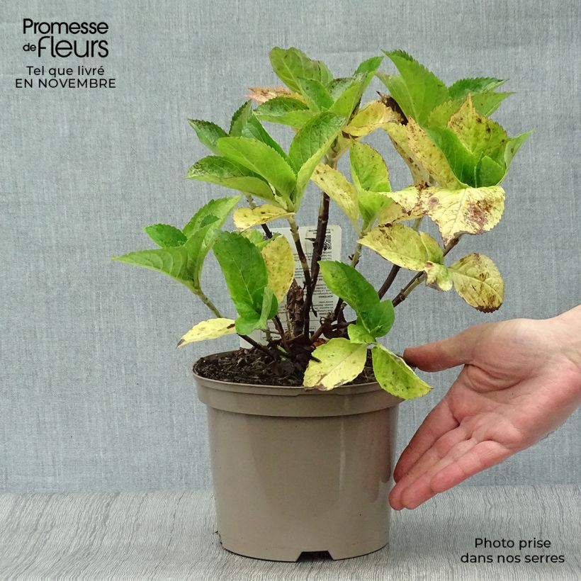 Amostra de Hortênsia macrophylla Gertrud Glahn Vaso de 2 L/3 L tal como entregue no outono