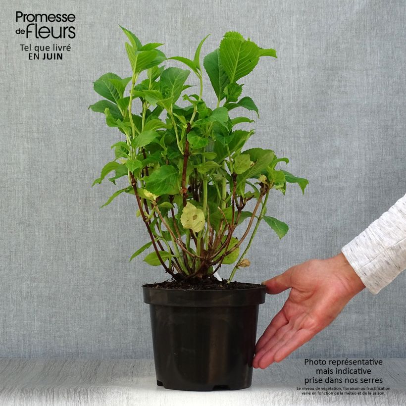Amostra de Hortênsia macrophylla Gertrud Glahn Vaso de 2 L/3 L tal como entregue no verão