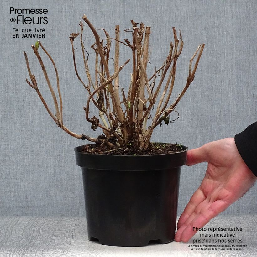 Amostra de Hortensia - Hydrangea macrophylla Gertrud Glahn Vaso de 2 L/3 L tal como entregue no inverno