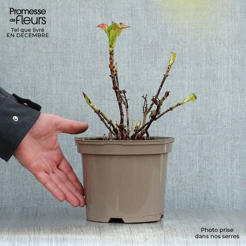Amostra de Hortensia - Hydrangea macrophylla Glowing Amber Vaso de 2 L/3 L tal como entregue no inverno