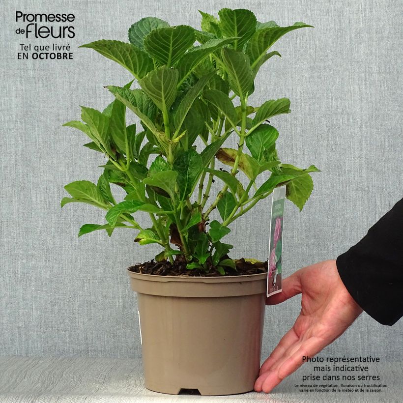 Amostra de Hortênsia macrophylla Glowing Amber Vaso de 2 L/3 L tal como entregue no outono