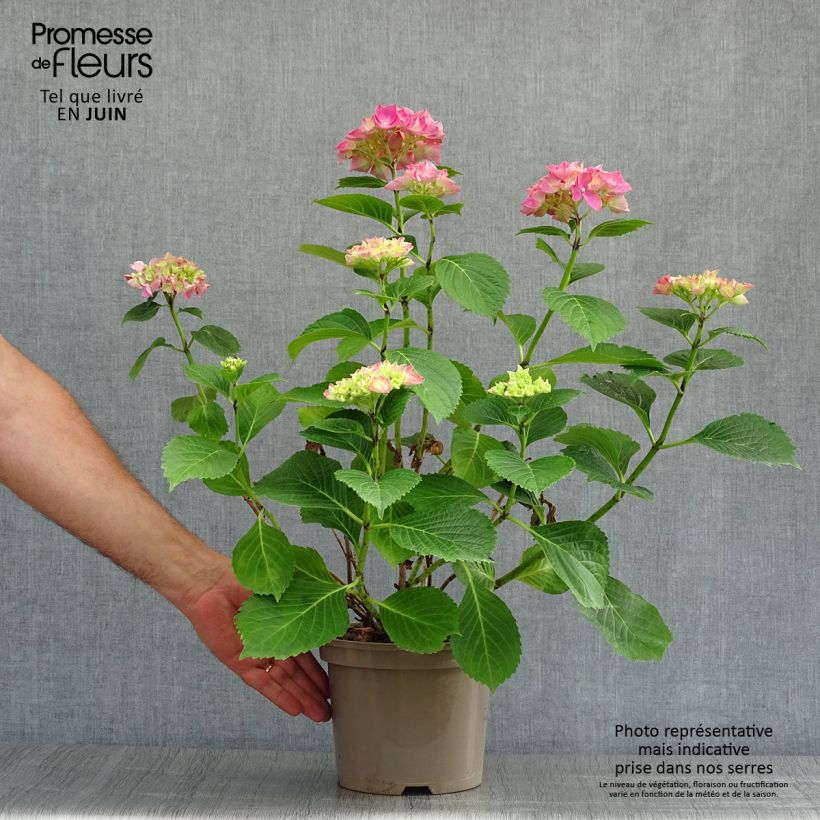 Amostra de Hortênsia macrophylla Glowing Amber Vaso de 2 L/3 L tal como entregue no verão