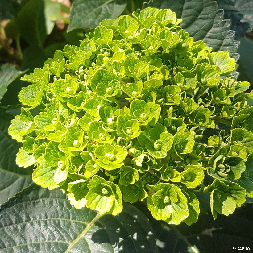 Hortênsia macrophylla Green Ever Belles (Floração)
