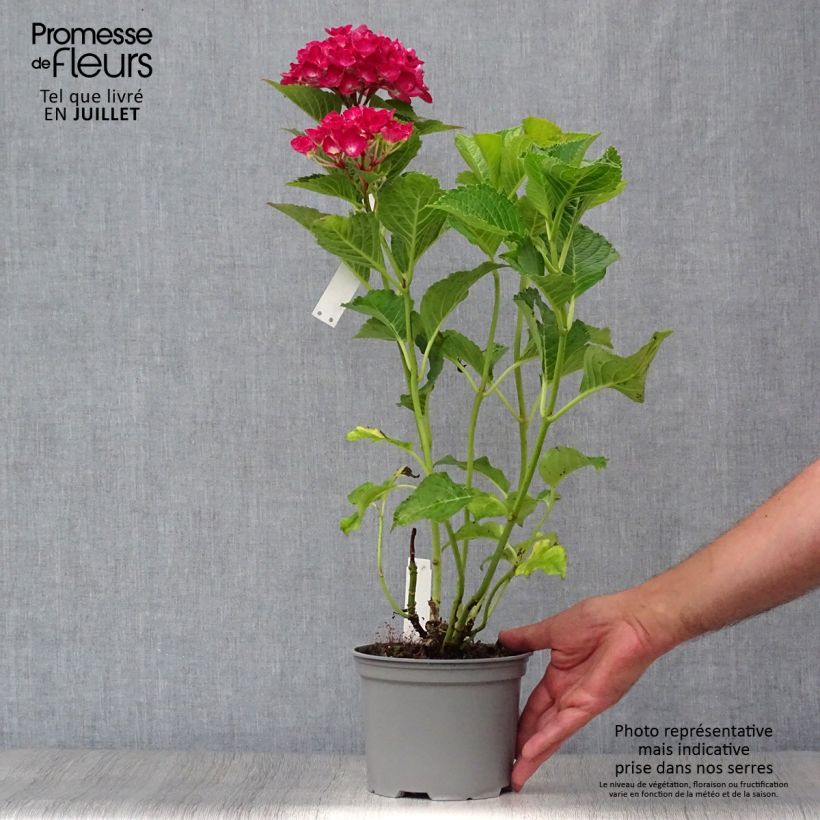 Amostra de Hortênsia macrophylla Green Shadow Vaso de 2 L/3 L tal como entregue no verão