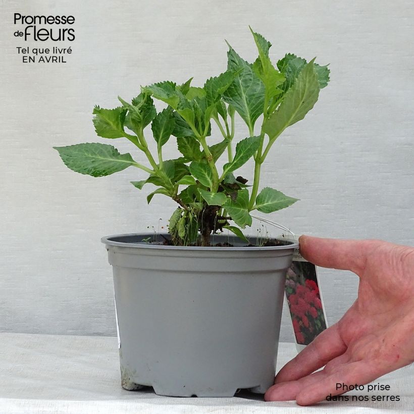 Amostra de Hortênsia macrophylla Green Shadow Vaso de 2 L/3 L tal como entregue na primavera