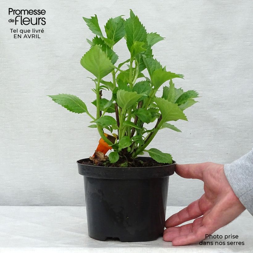 Amostra de Hortênsia macrophylla Hambourg Vaso de 2 L/3 L tal como entregue na primavera