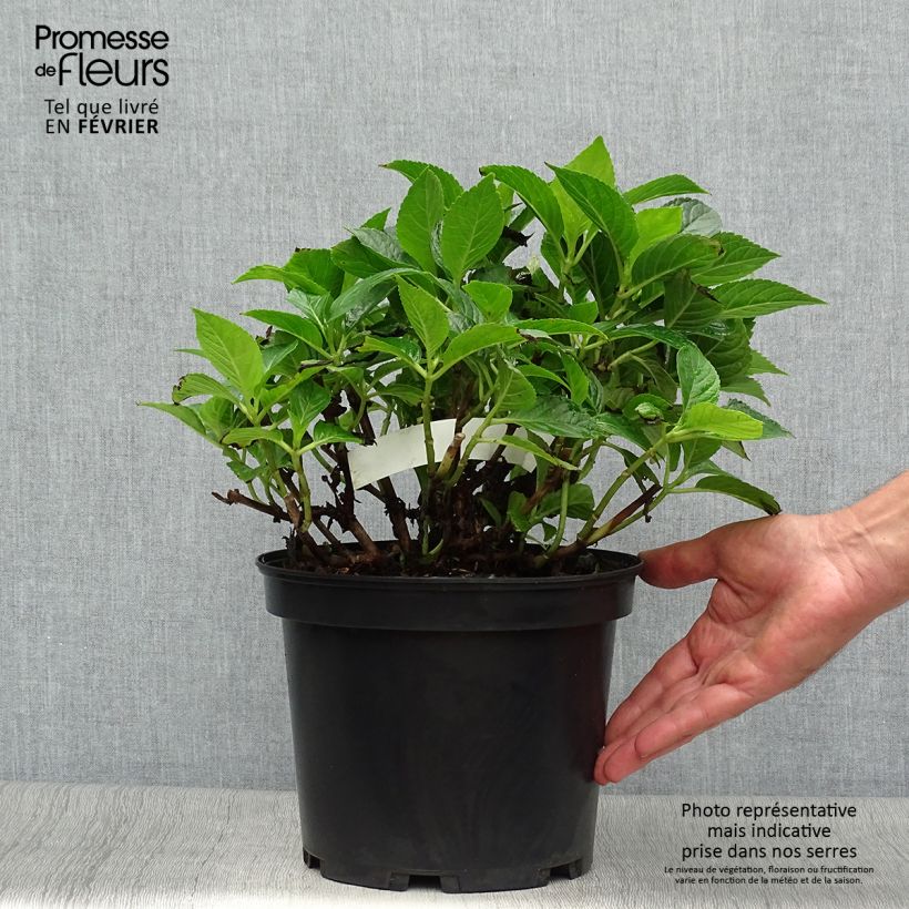 Amostra de Hortênsia macrophylla Hovaria Hobergine Vaso de 4 L/5 L tal como entregue no outono