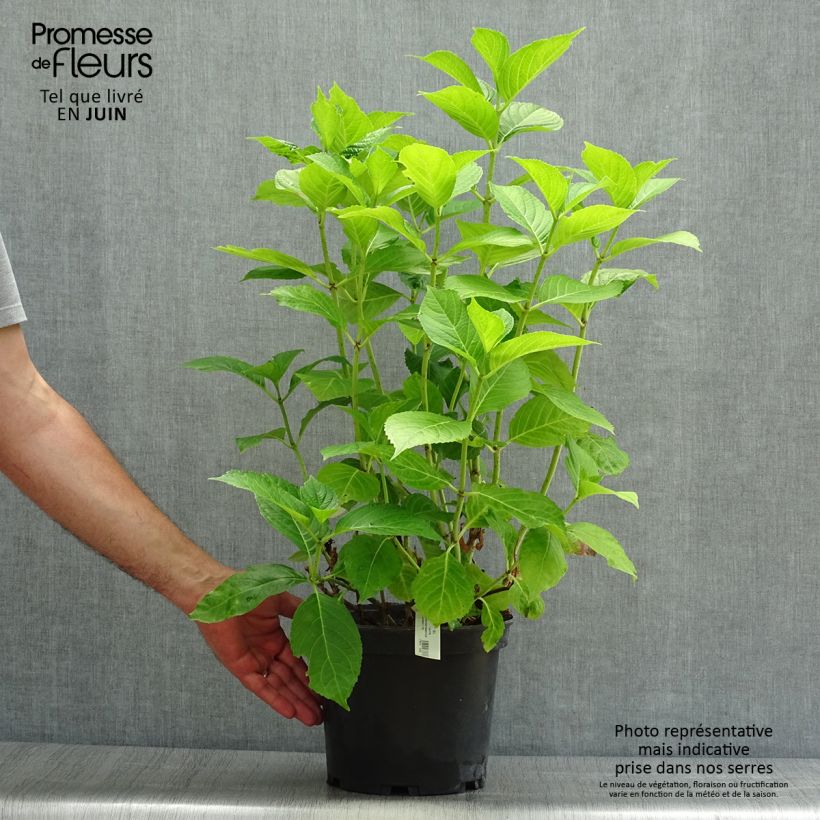 Amostra de Hortênsia macrophylla Hovaria Hobergine Vaso de 4 L/5 L tal como entregue no verão