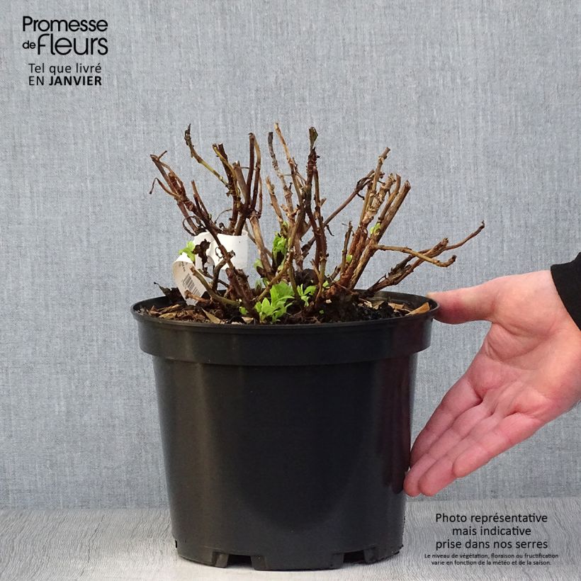 Amostra de Hortensia - Hydrangea macrophylla Hovaria Hobergine Vaso de 4 L/5 L tal como entregue no inverno