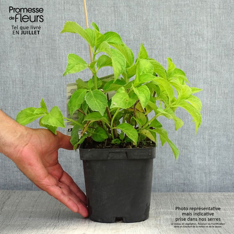 Amostra de Hortênsia macrophylla Immaculata Vaso de 2 L/3 L tal como entregue no verão