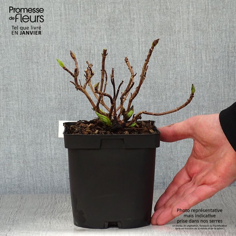Amostra de Hortênsia macrophylla Immaculata Vaso de 2 L/3 L tal como entregue no inverno