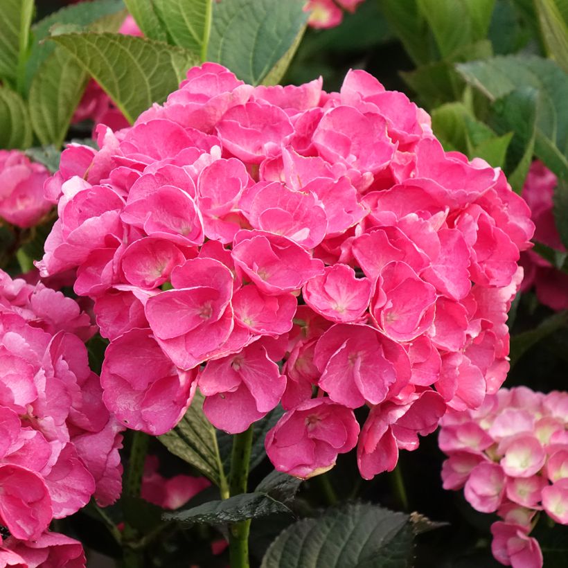 Hortênsia macrophylla Julisa (Floração)
