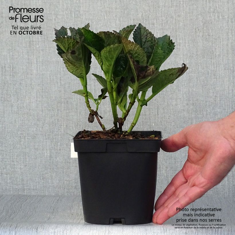 Amostra de Hortênsia macrophylla Julisa Vaso de 1,5 L/2 L tal como entregue no outono