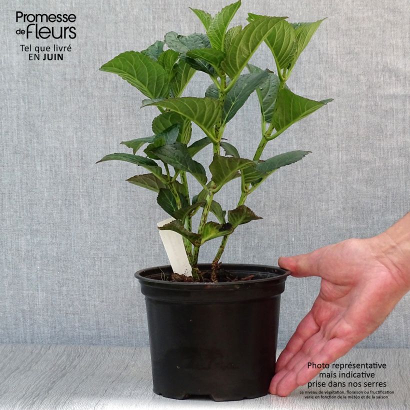 Amostra de Hortênsia macrophylla Julisa Vaso de 1,5 L/2 L tal como entregue no verão