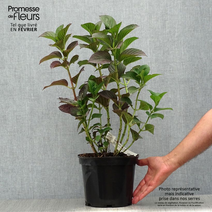 Amostra de Hortênsia macrophylla Julisa Vaso de 4 L/5 L tal como entregue no outono