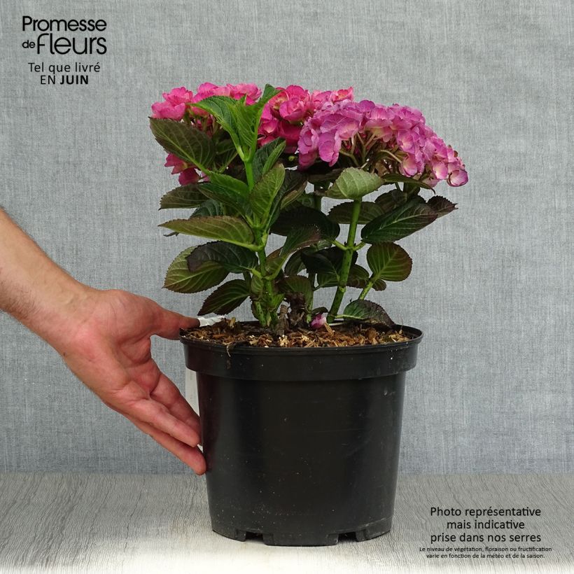 Amostra de Hortênsia macrophylla Julisa Vaso de 4 L/5 L tal como entregue no verão