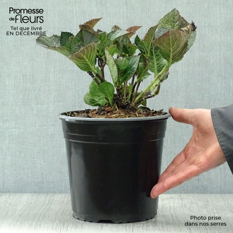 Amostra de Hortensia - Hydrangea macrophylla Julisa  Vaso de 4 L/5 L tal como entregue no inverno