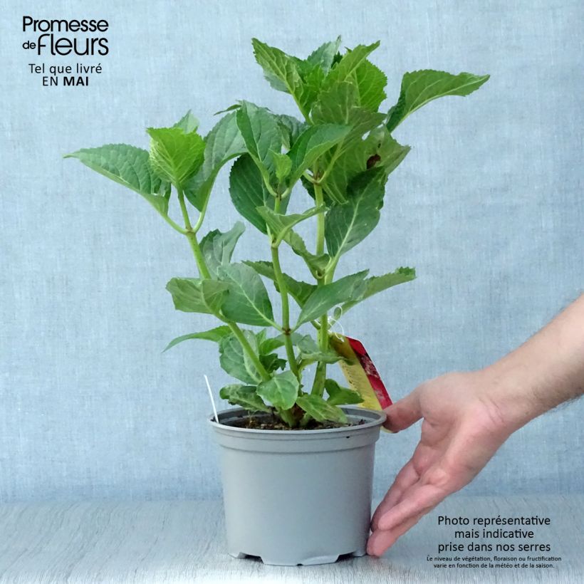 Amostra de Hortênsia macrophylla Kardinal Vaso de 2 L/3 L tal como entregue na primavera