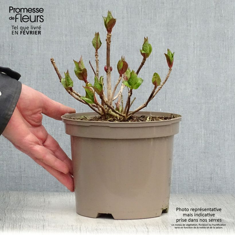 Amostra de Hortensia - Hydrangea macrophylla Kardinal Violet Vaso de 2 L/3 L tal como entregue no inverno