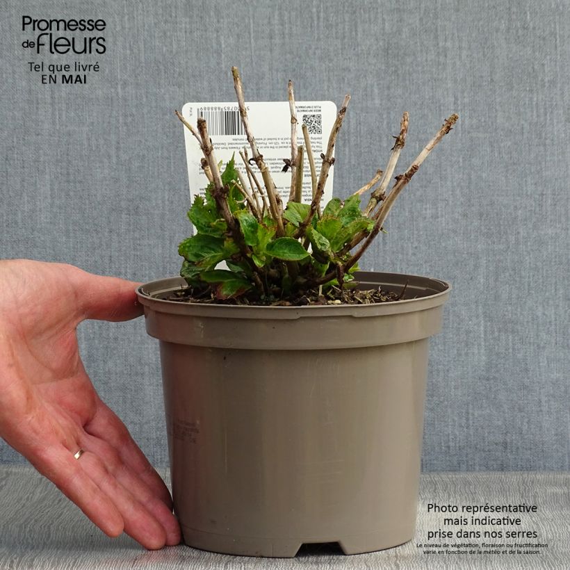 Amostra de Hortênsia macrophylla Kardinal Violet Vaso de 2 L/3 L tal como entregue na primavera